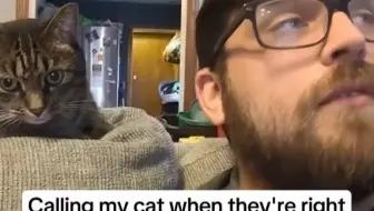 当你假装找不到你的猫系列#萌宠日常#外网