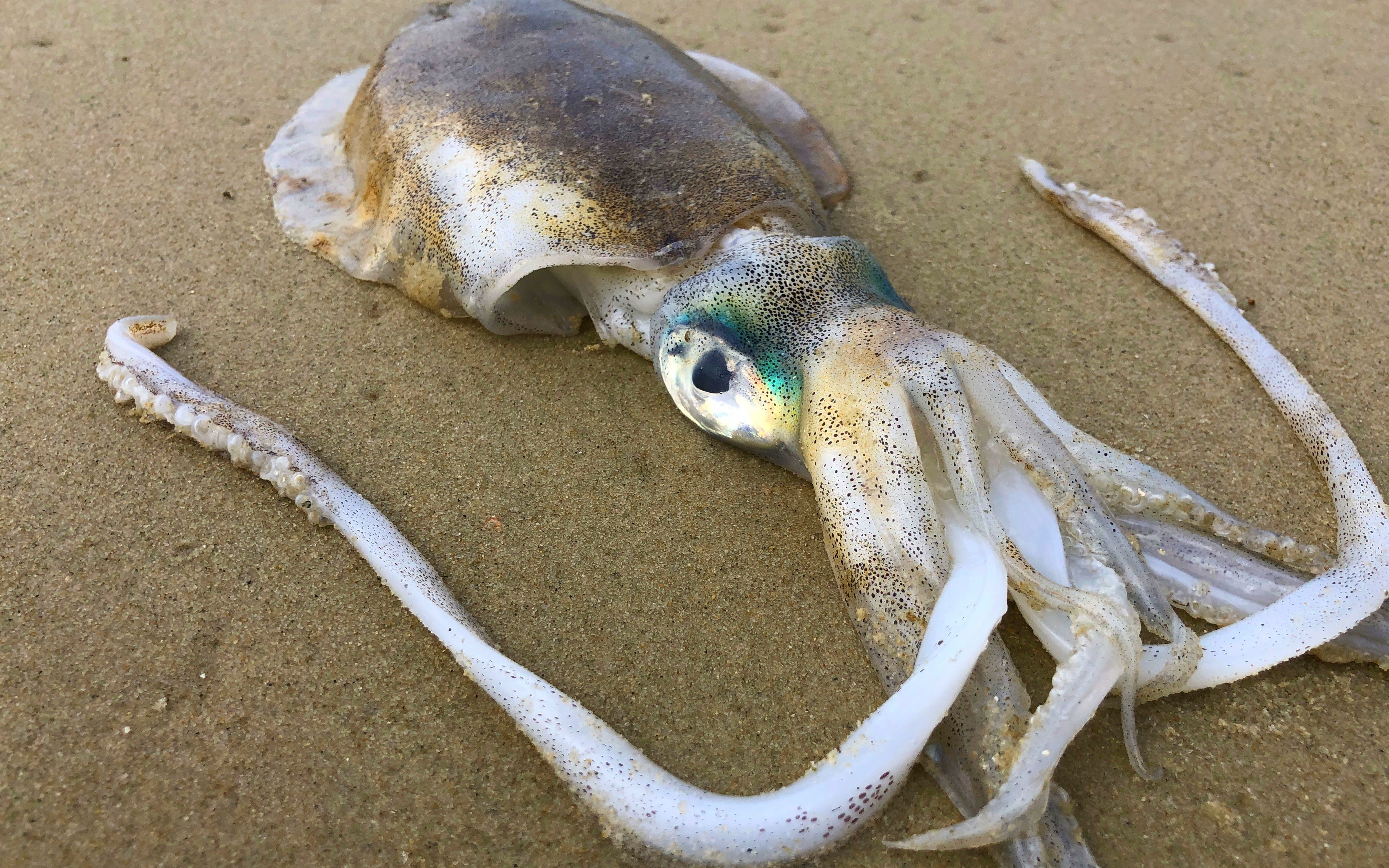 超大荧光墨鱼搁浅海滩,眼睛是蓝色的还会发光,阿聪大喊从未见过_哔哩