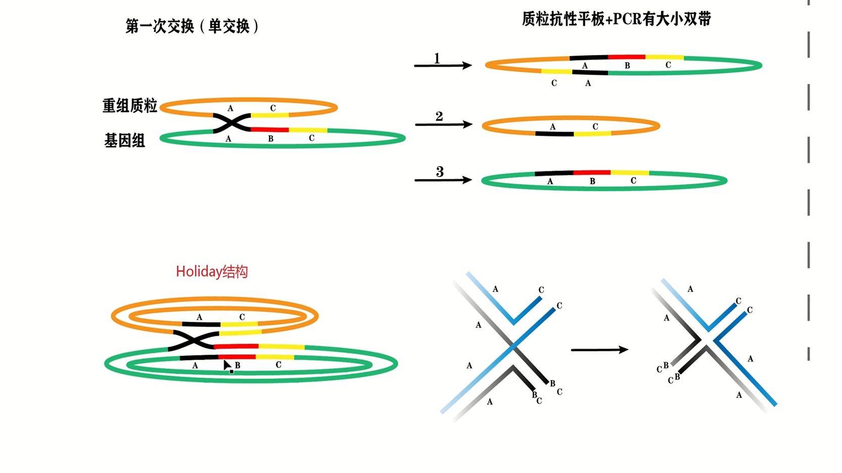 同源重组方法进行细菌的基因敲除原理哔哩哔哩bilibili