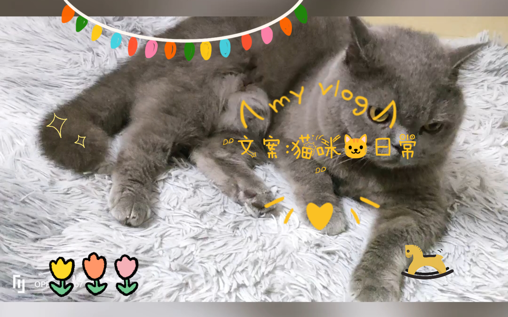 文案:猫咪𐟐𑦗奸𘥓”哩哔哩bilibili