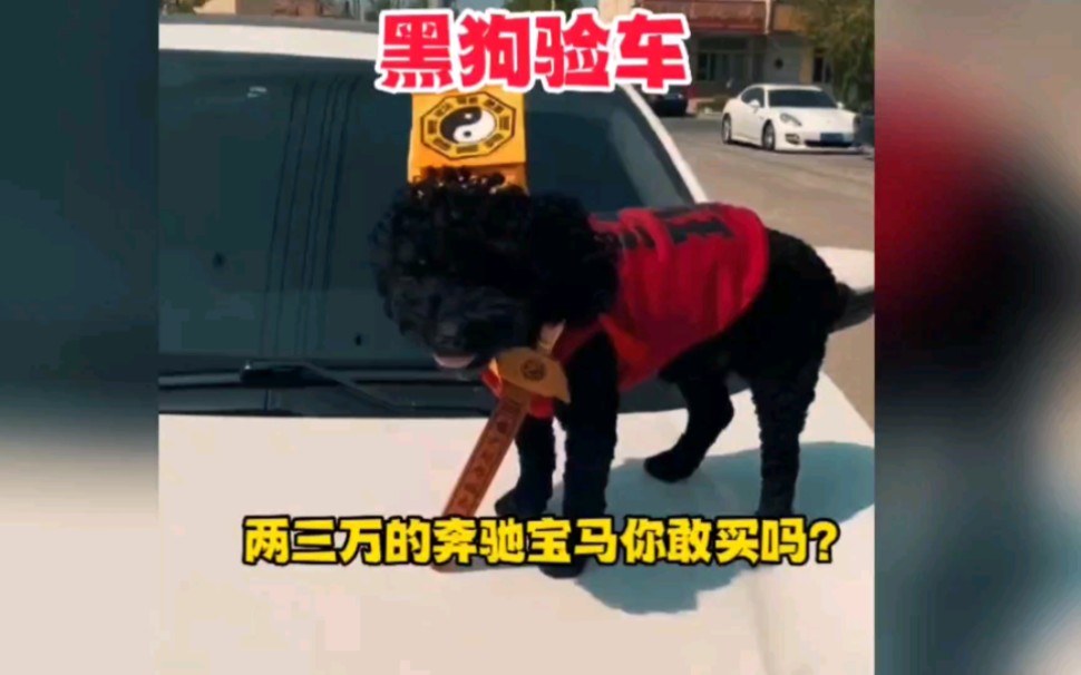 [图]黑狗验车，烧纸交车，这样的白菜价两三万的奔驰宝马你敢买吗？