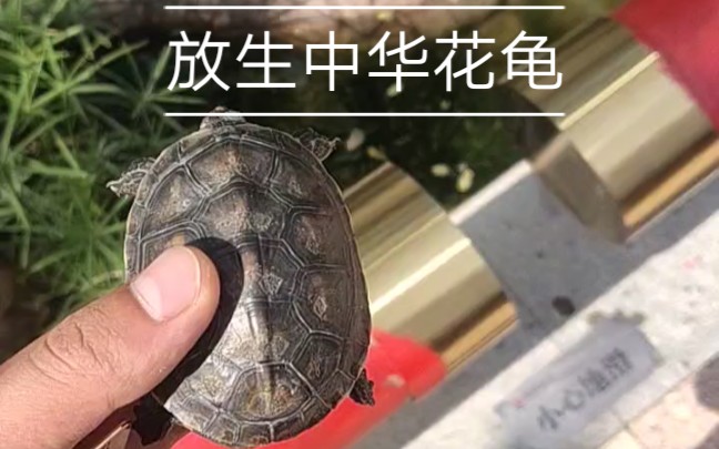 珍珠龟放生图片