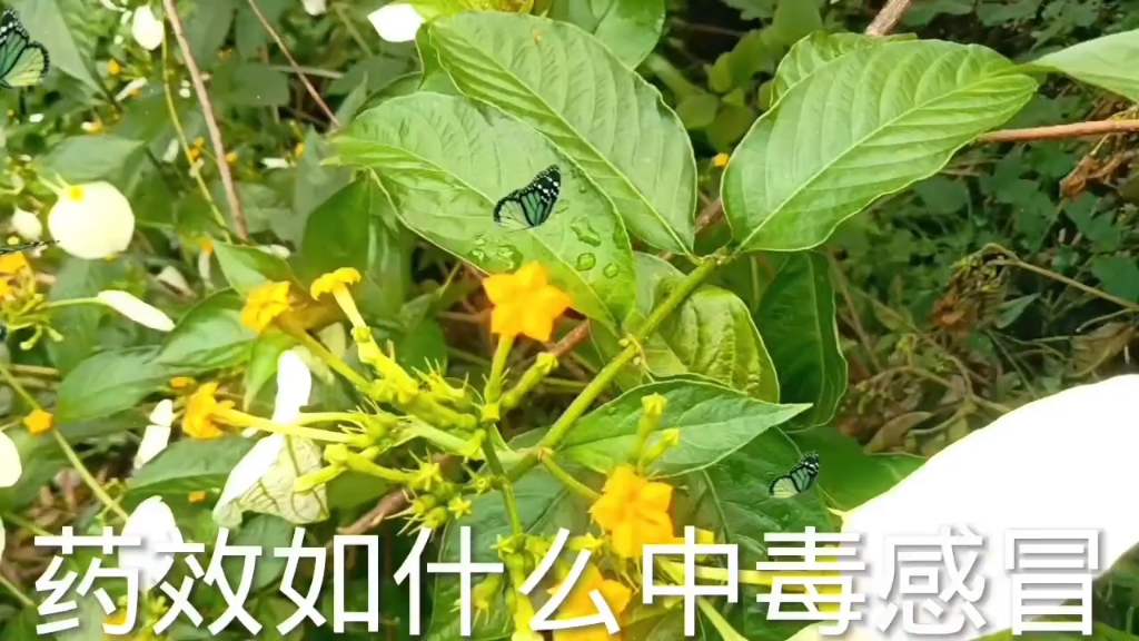 野生药材玉叶金花生人们常说北有甘草南有甘膝生长环境与.药物功效.