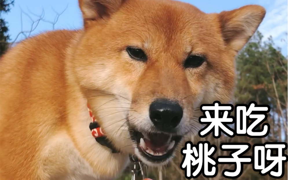 柴犬胖子秋游吃桃子