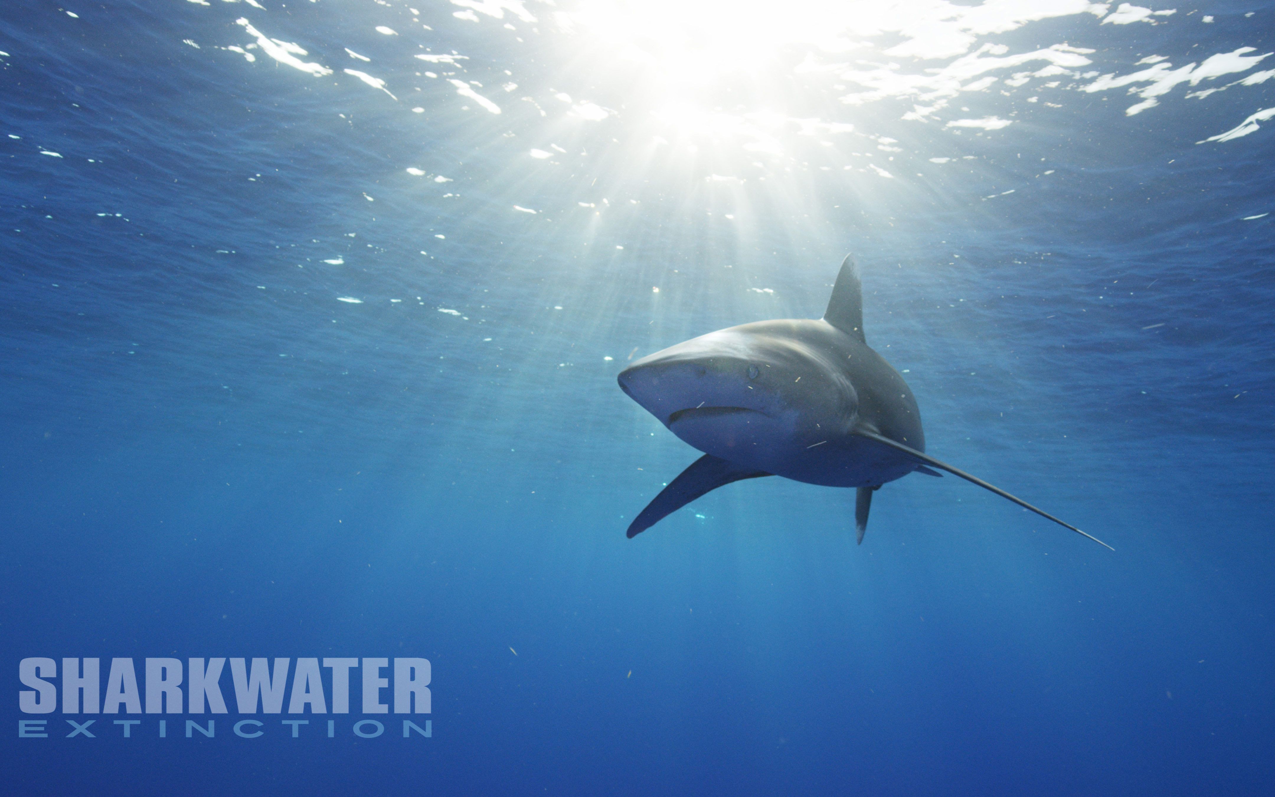 [图][英语中字]鲨鱼海洋：灭绝 Sharkwater Extinction