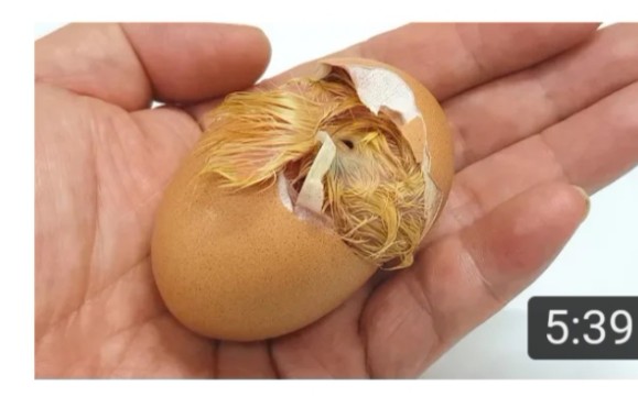 震惊这个鸡蛋竟然在我手里孵化小鸡崽破壳而出