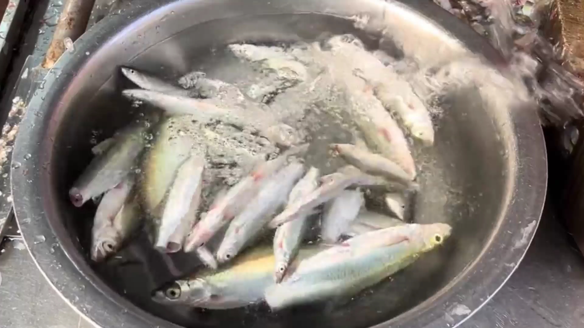 号称鱼生界的"劳斯莱斯"的蓝刀鱼生,一条一口超级脆甜鲜香!