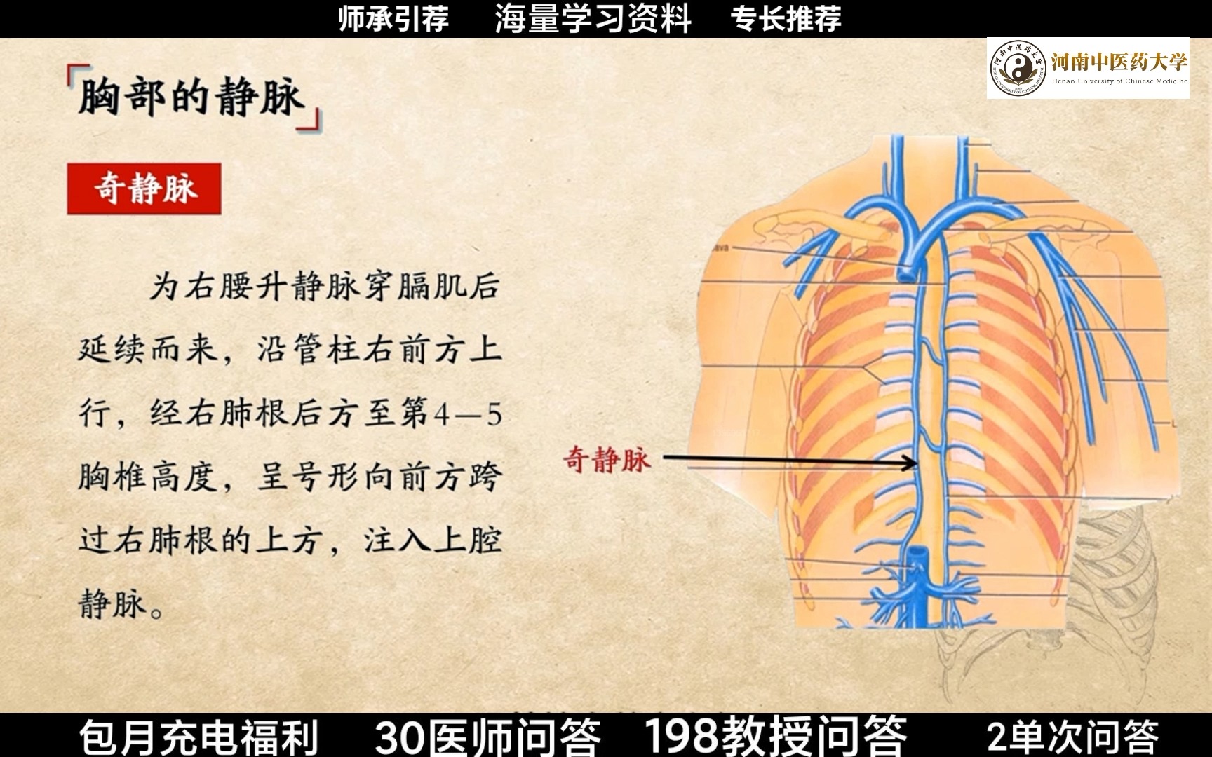 牛尾静脉位置图图片