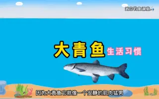 青魚 哔哩哔哩 Bilibili