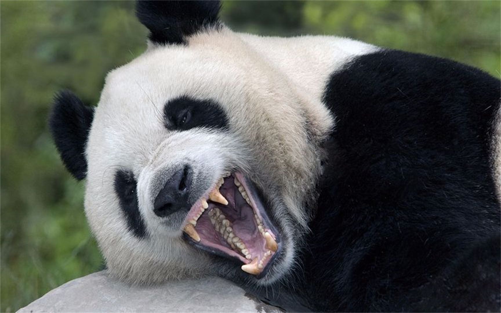 原来熊猫还有另一个霸气的名字,怪不得老虎狮子不敢对它发动攻击