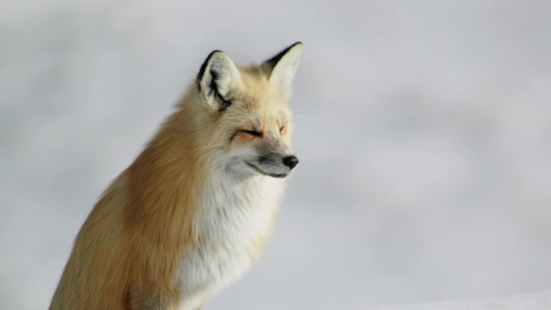 美国红狐狸仅靠耳朵捕捉雪下1米猎物