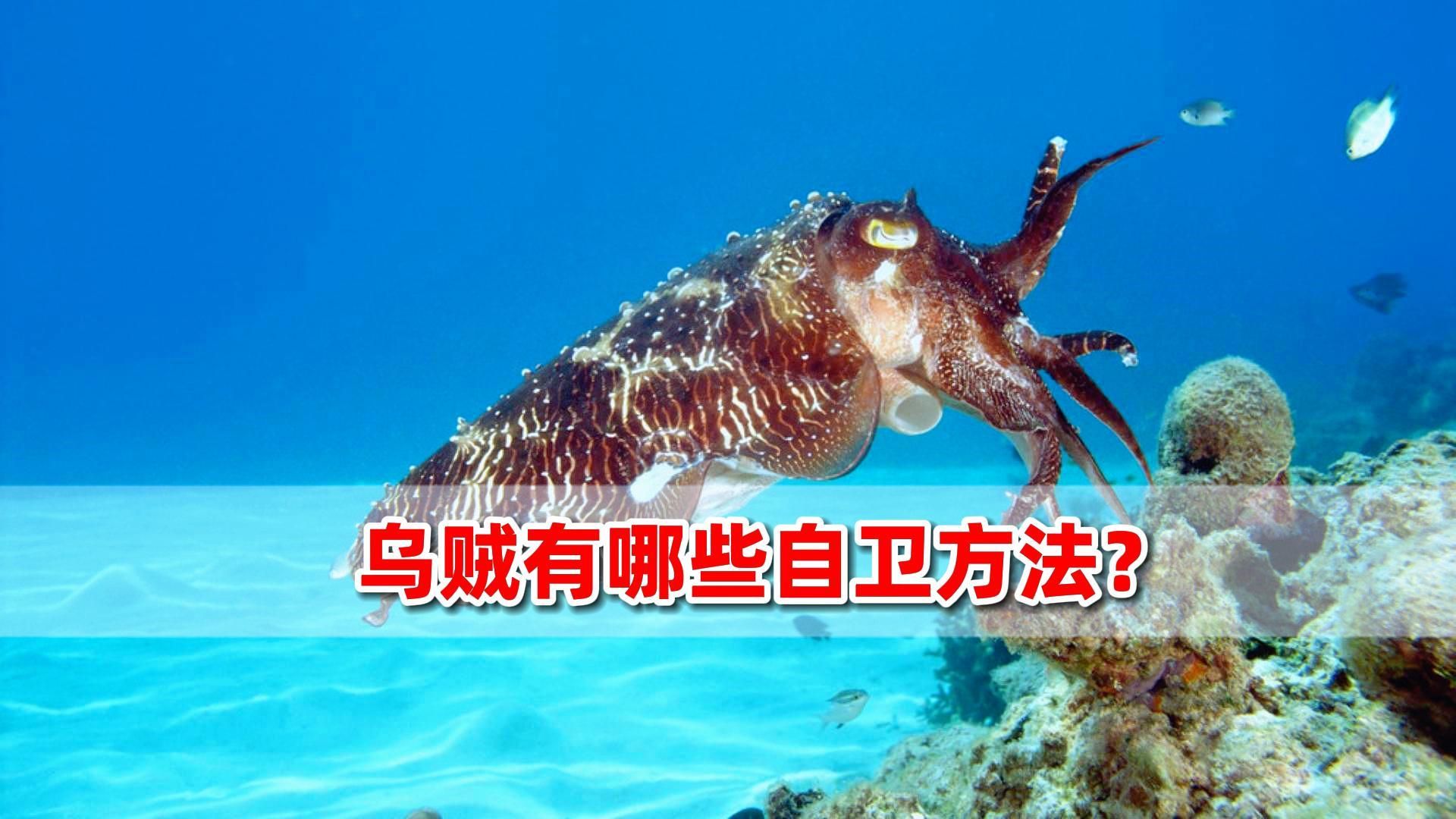 乌贼有哪些自卫方法?