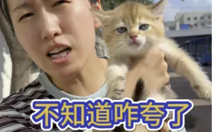 Video herunterladen: 猫贩子都不知道咋夸的猫，你们觉得咋样呢