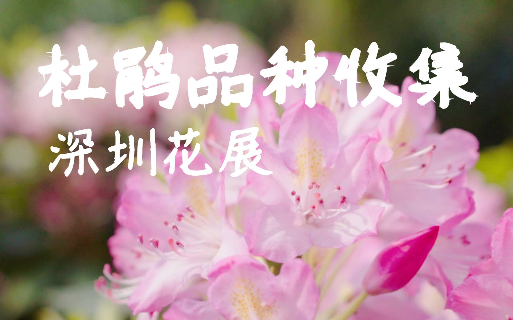 [图]花展上记录的一些杜鹃花品种 | 映山红| 仙湖植物园