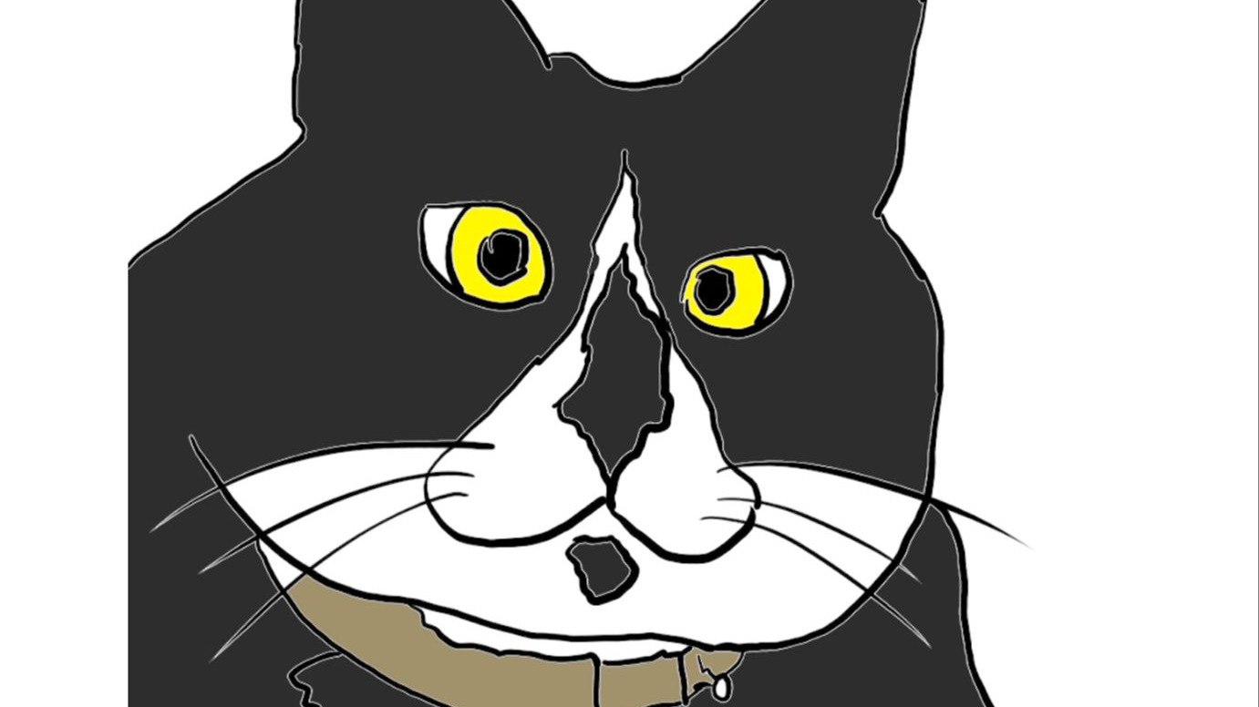 第5届世界丑猫大赛。怎么把猫拍成一个球-程蛋蛋-程蛋蛋-哔哩哔哩视频
