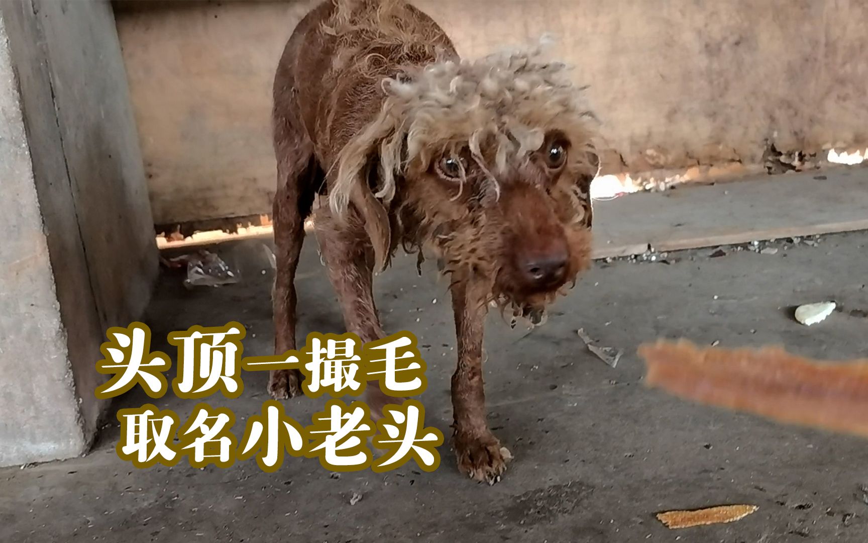 【老疯杨】头顶一撮毛,酷似精神小狗,取名小老头_哔哩哔哩_bilibili