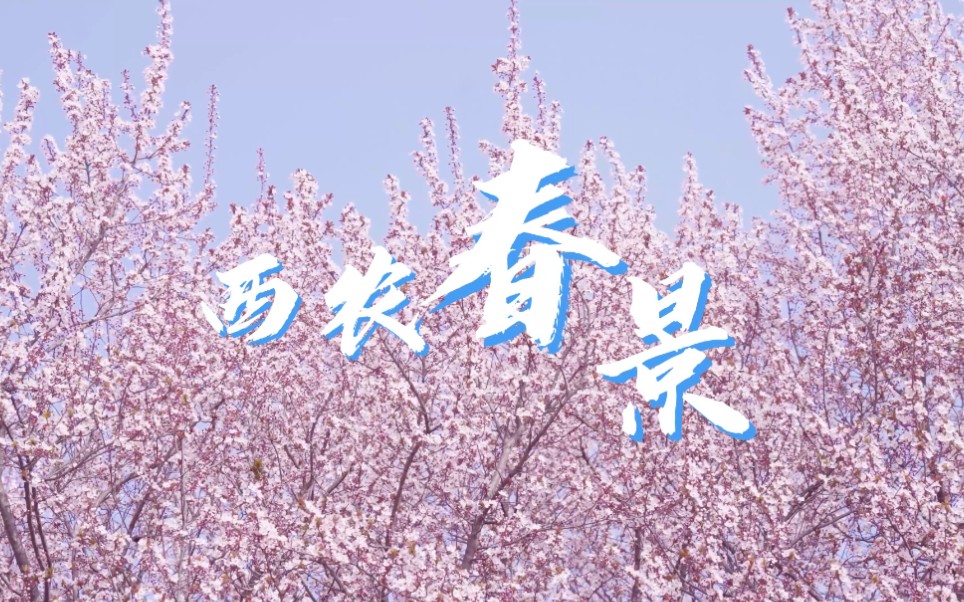 青春有约,花不相负哔哩哔哩bilibili