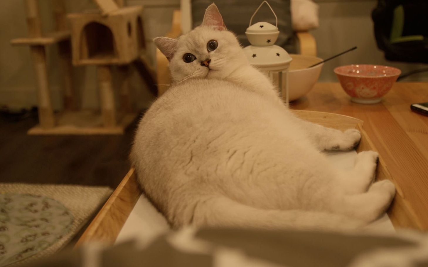 【南瓜饼】沙雕魔鬼猫咪安静不动乖乖让吸的时候都是天使