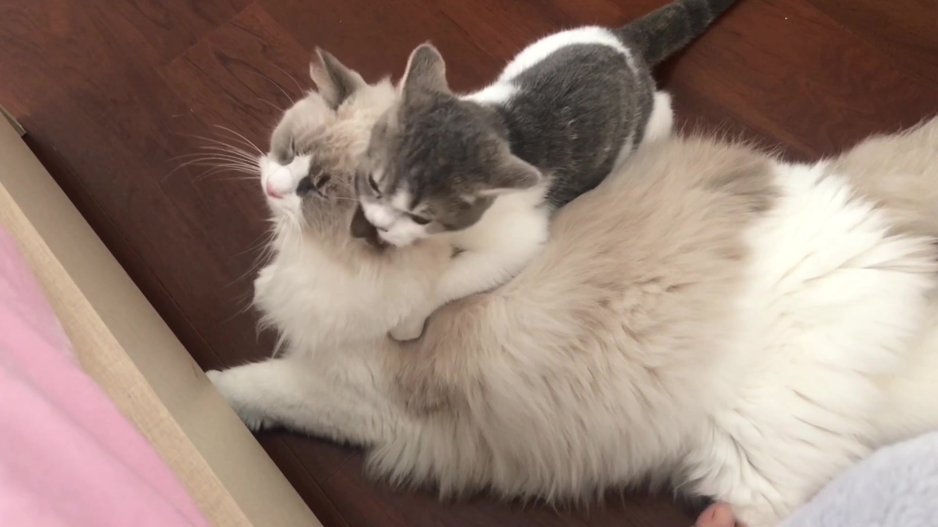 布偶猫日常秀恩爱,主人我还感着冒呢,这猫粮能不能别喂太快