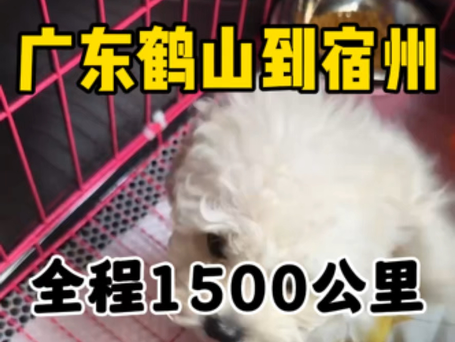 广东江门鹤山市到安徽宿州宠物托运,全程1500公里.上门接送一条可爱的比熊,不负所托,平安送到,感谢客户的信任与支持!哔哩哔哩bilibili