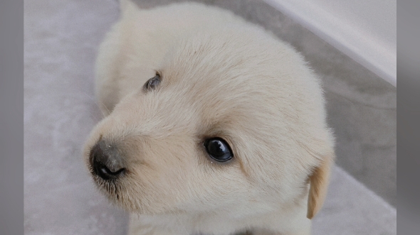 刚到家的小狗狗