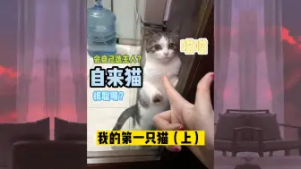 Tải video: 我的第一只猫（上）#四川简州猫#自来猫#流浪猫