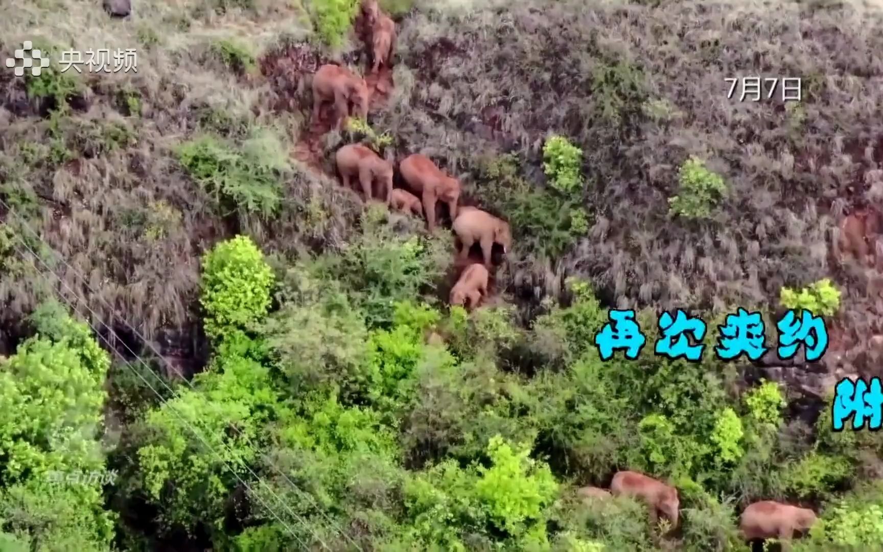 [图]【云南大象总结篇】“象”往的生活