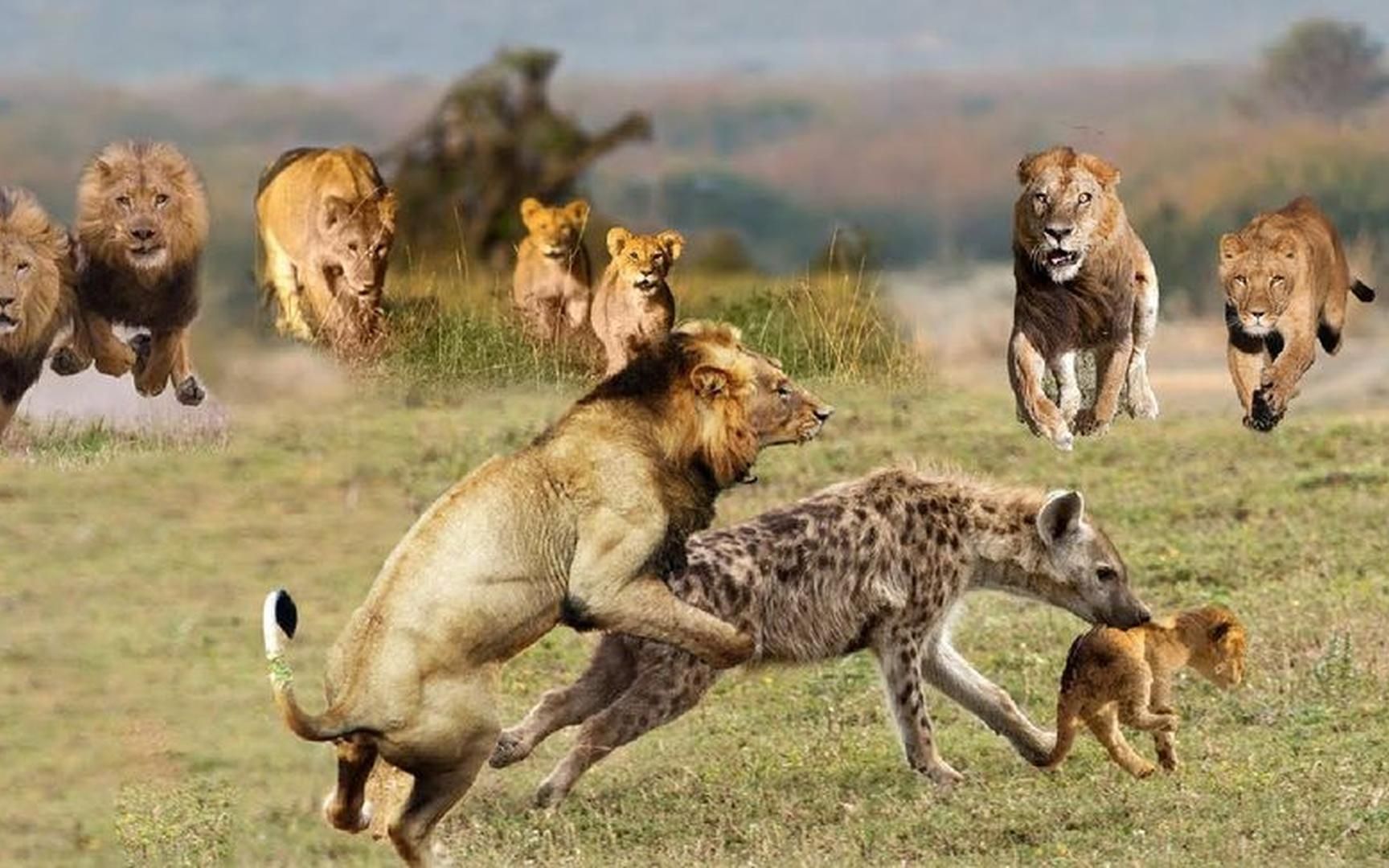 狮子大战鬣狗大战花豹,动物争夺食物鬣狗,野狗攻击动物!