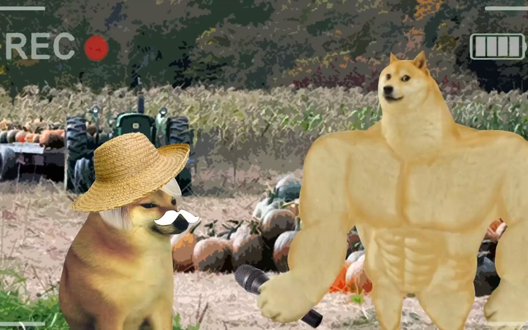 cheems小剧场 猝不及防的惊喜