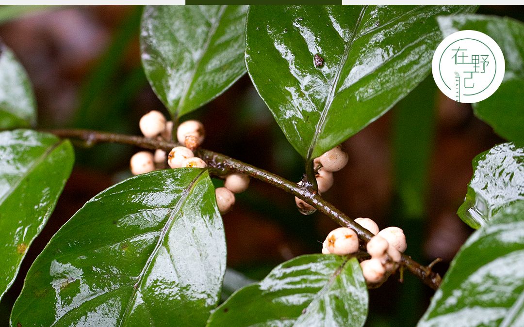 杜茎山,又叫野胡椒、白茅茶、山桂花、水光钟等,果实可以吃.哔哩哔哩bilibili