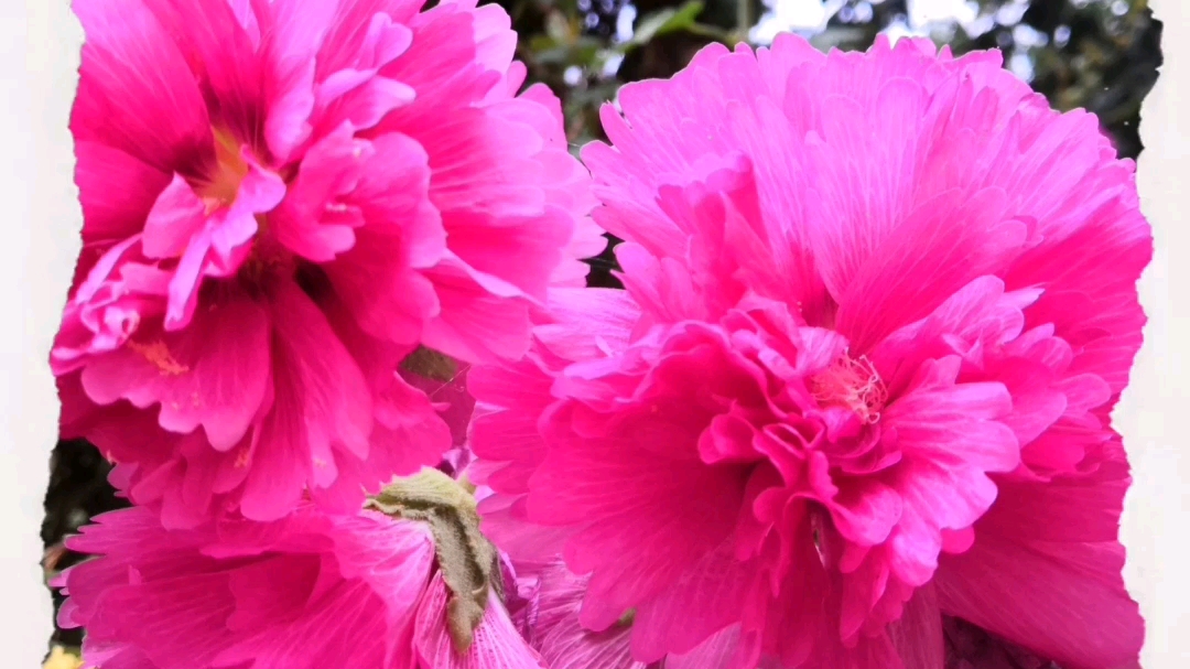 [图]双花藤绕墙院，满巷香风扑面，无色花味最浓，鲜艳花开无香。