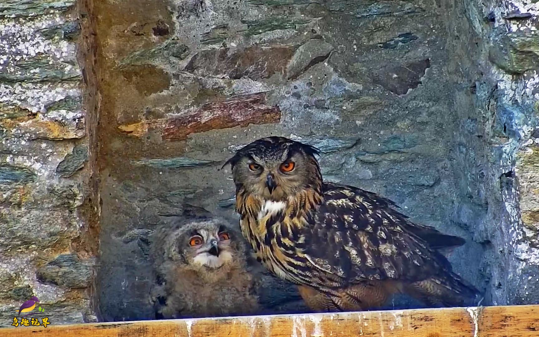 猫头鹰妈妈怎么养育鹰宝宝这小嘴喂食有点费劲呀
