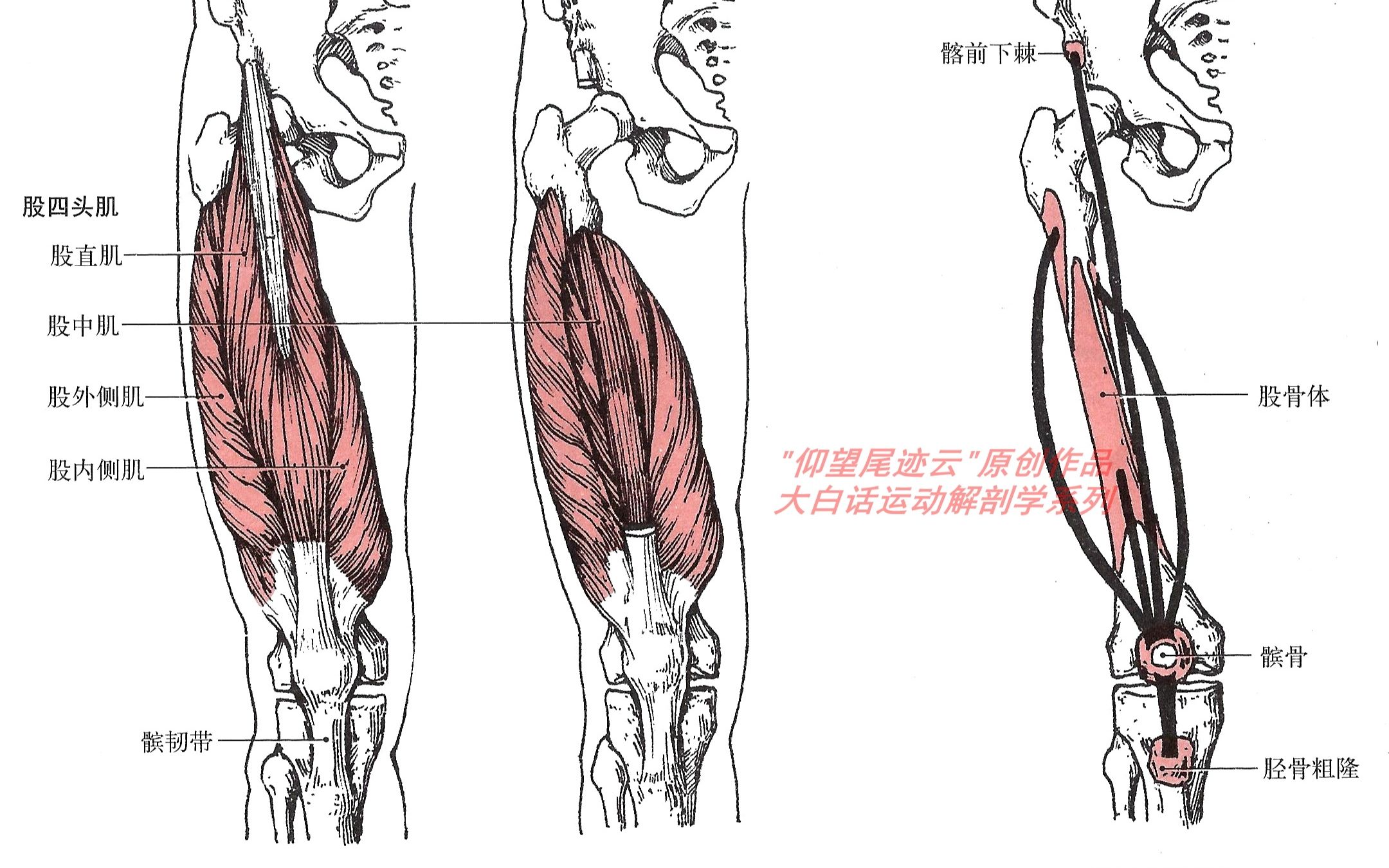 大腿肌肉(前群,后群,内侧群)