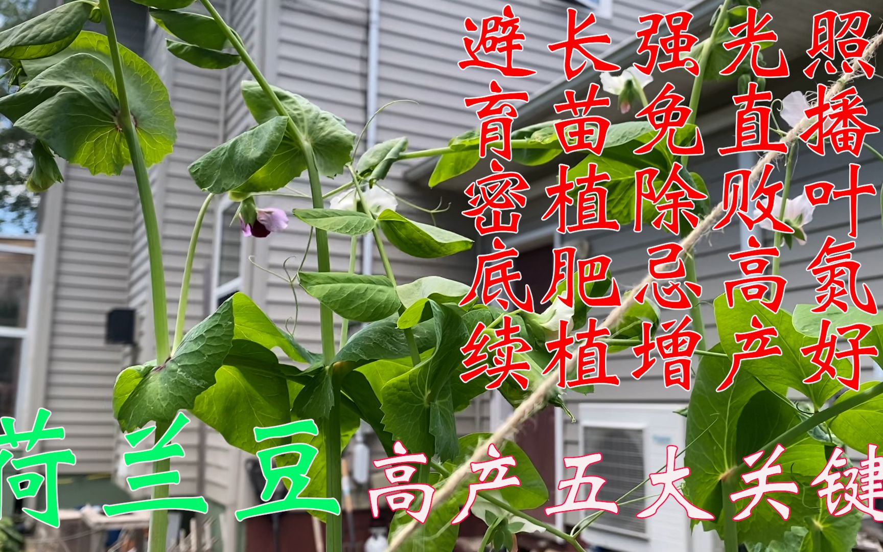 [图]【渔耕笔记】种豌豆 | 荷兰豆高产种植五大关键细节   如何实现持续高采收