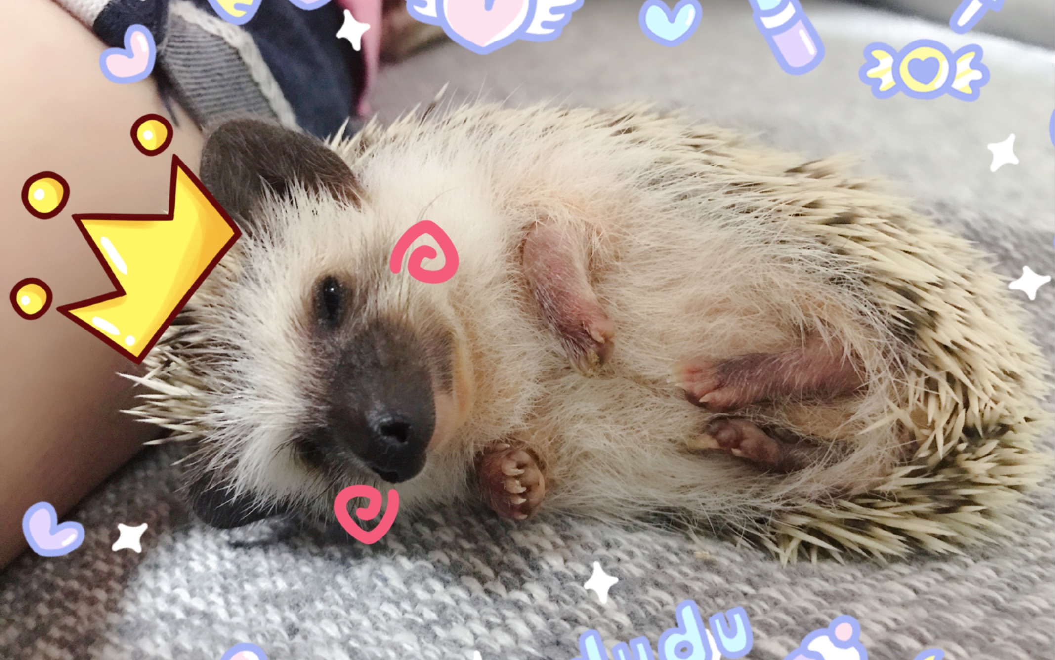 铲屎的继续摸!睡猪如何享受睡眠spa