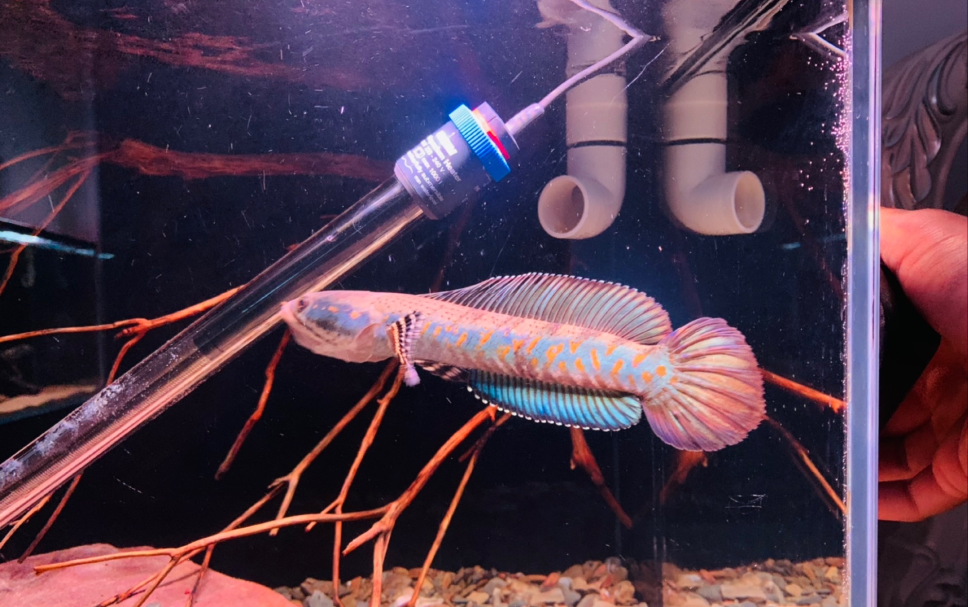 幻彩红宝石雷龙,翻缸后还是这么凶,这么好状态