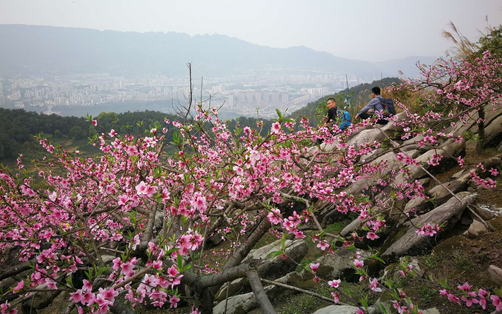 北碚鸡公山八桥叠翠和石林桃花游记哔哩哔哩bilibili