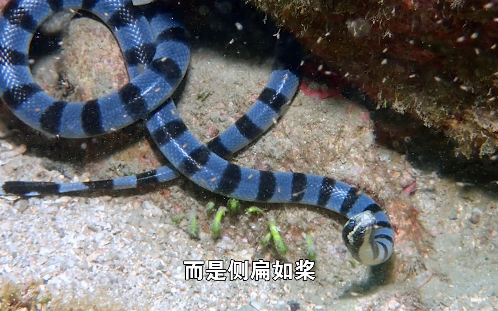 记录片:海蛇吞海鳗,海鹰吃海蛇,一物降一物的生物链哔哩哔哩bilibili