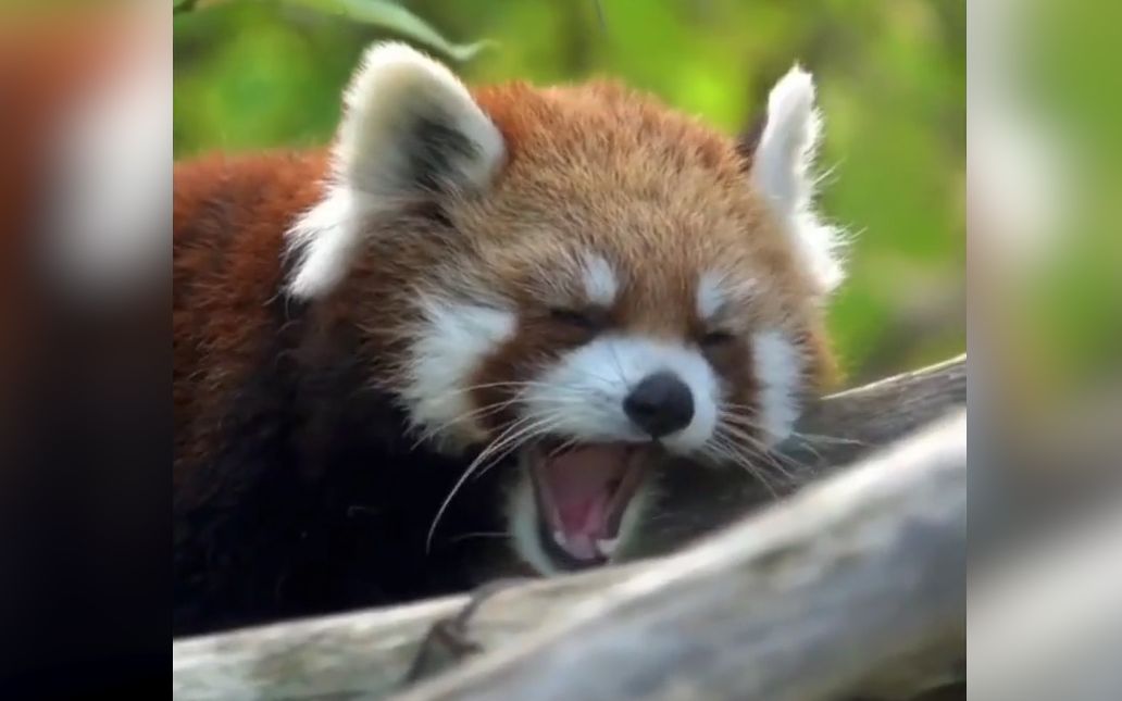 小熊猫:我生气了 哄不好的那种 哼