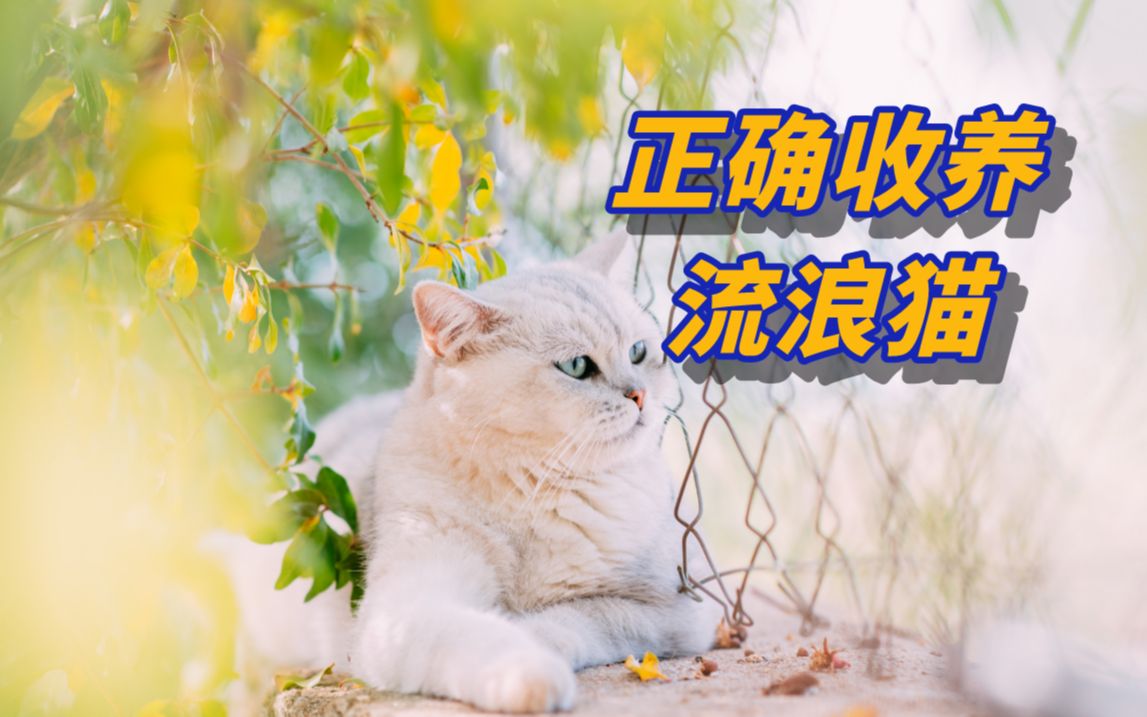 收养流浪猫终哔哩哔哩bilibili