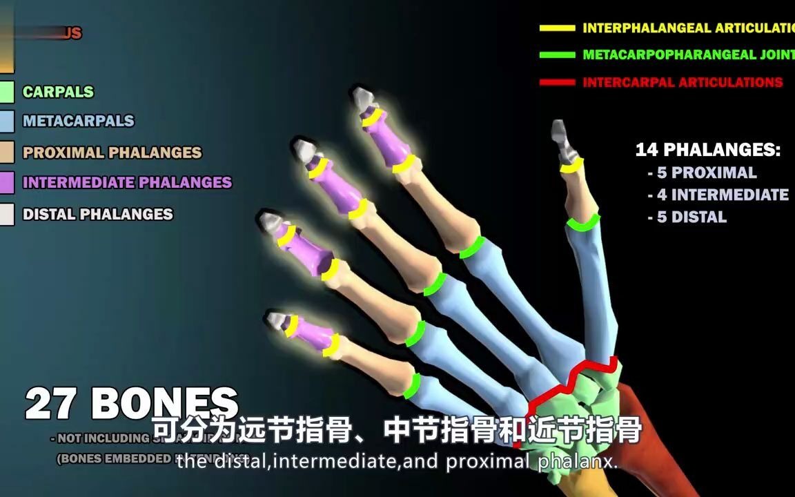 人体解剖学—手的骨解剖哔哩哔哩bilibili