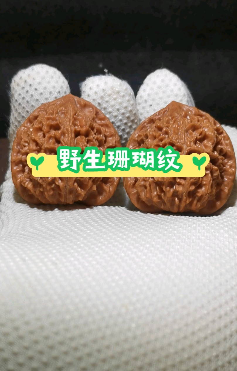 分享一对野生珊瑚纹狮子头,满身珊瑚纹,骨质很硬,皮质感觉很像苹果园