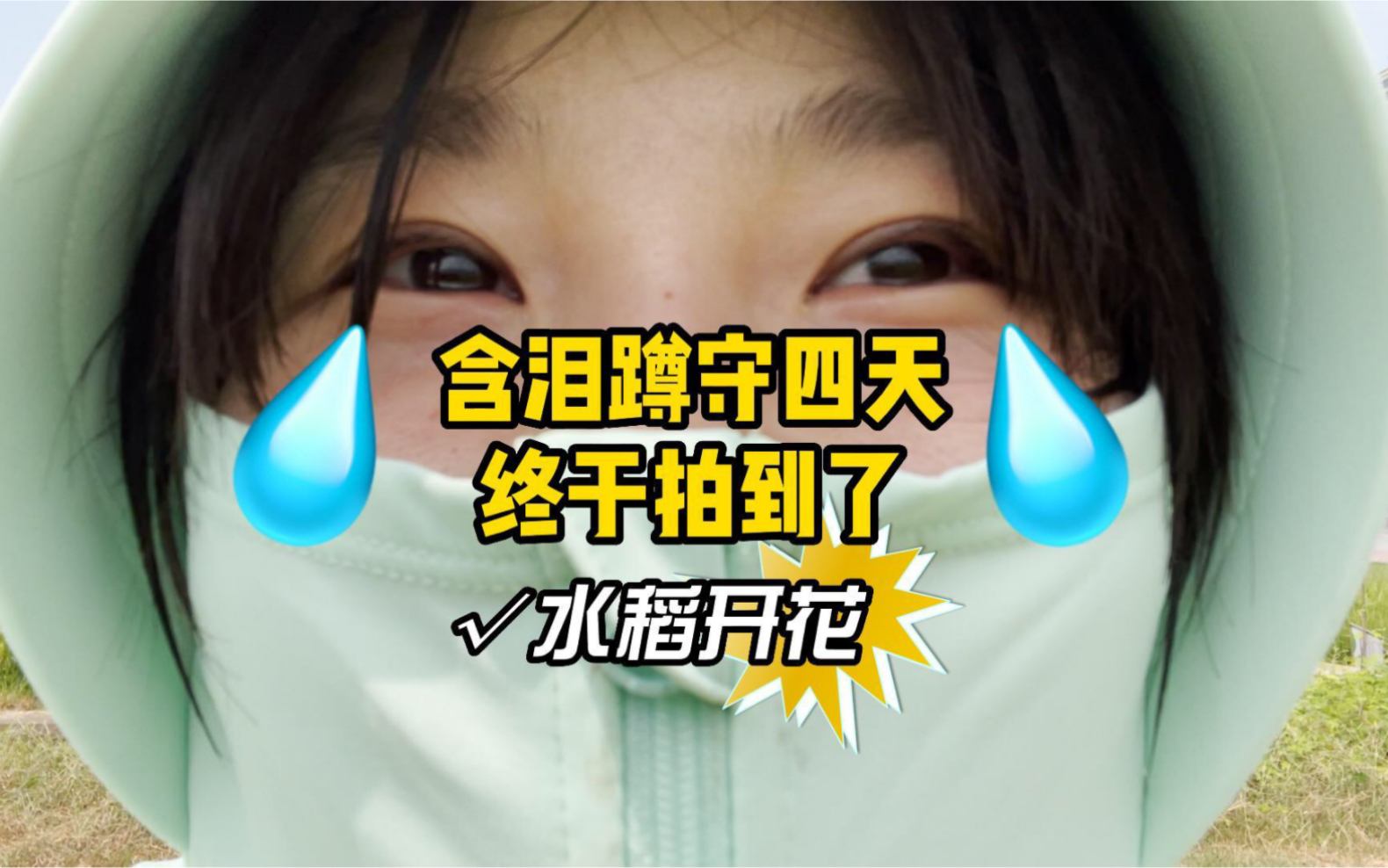 含泪蹲守四天!!终于拍到了水稻开花!!!哔哩哔哩bilibili