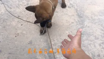 小马犬 哔哩哔哩 Bilibili 小马犬 哔哩哔哩 Bilibili
