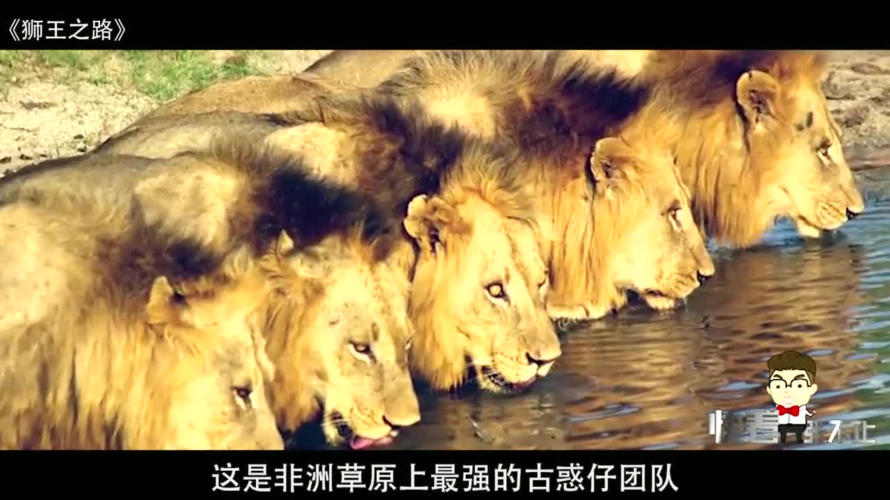 6头雄狮组成联盟,1年屠杀100头狮子,导致非洲狮差点灭绝,纪录片