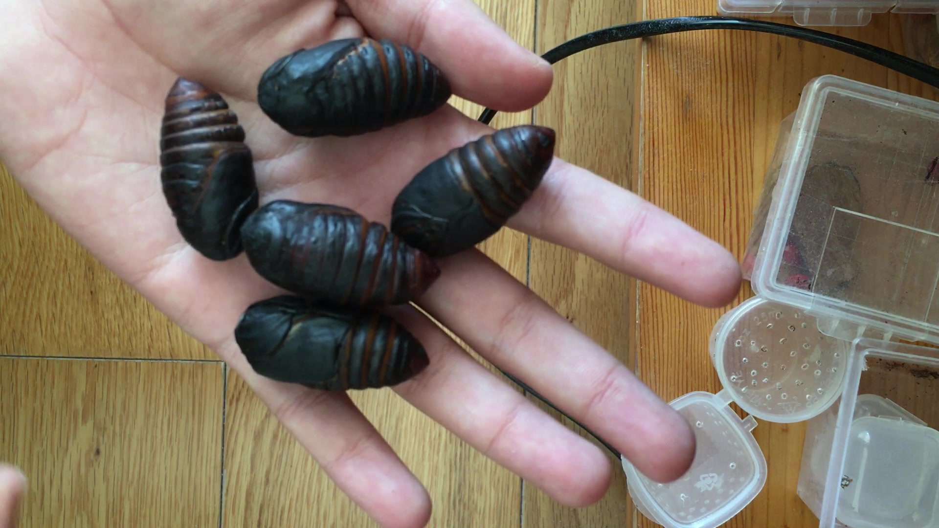 【翼】用蚕蛹喂巨型蜘蛛! 瞬间秒杀简单粗暴!