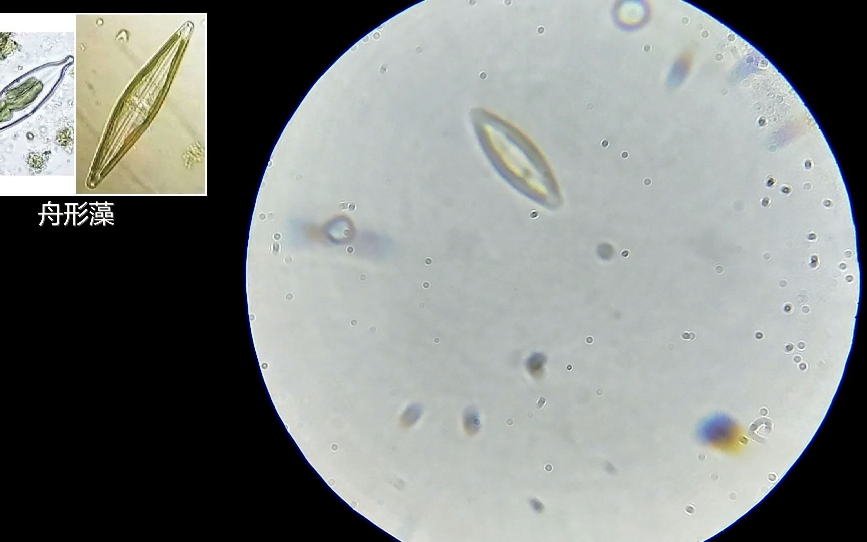 显微镜观察鱼缸褐藻(给变形虫上点酒精)_哔哩哔哩_bilibili