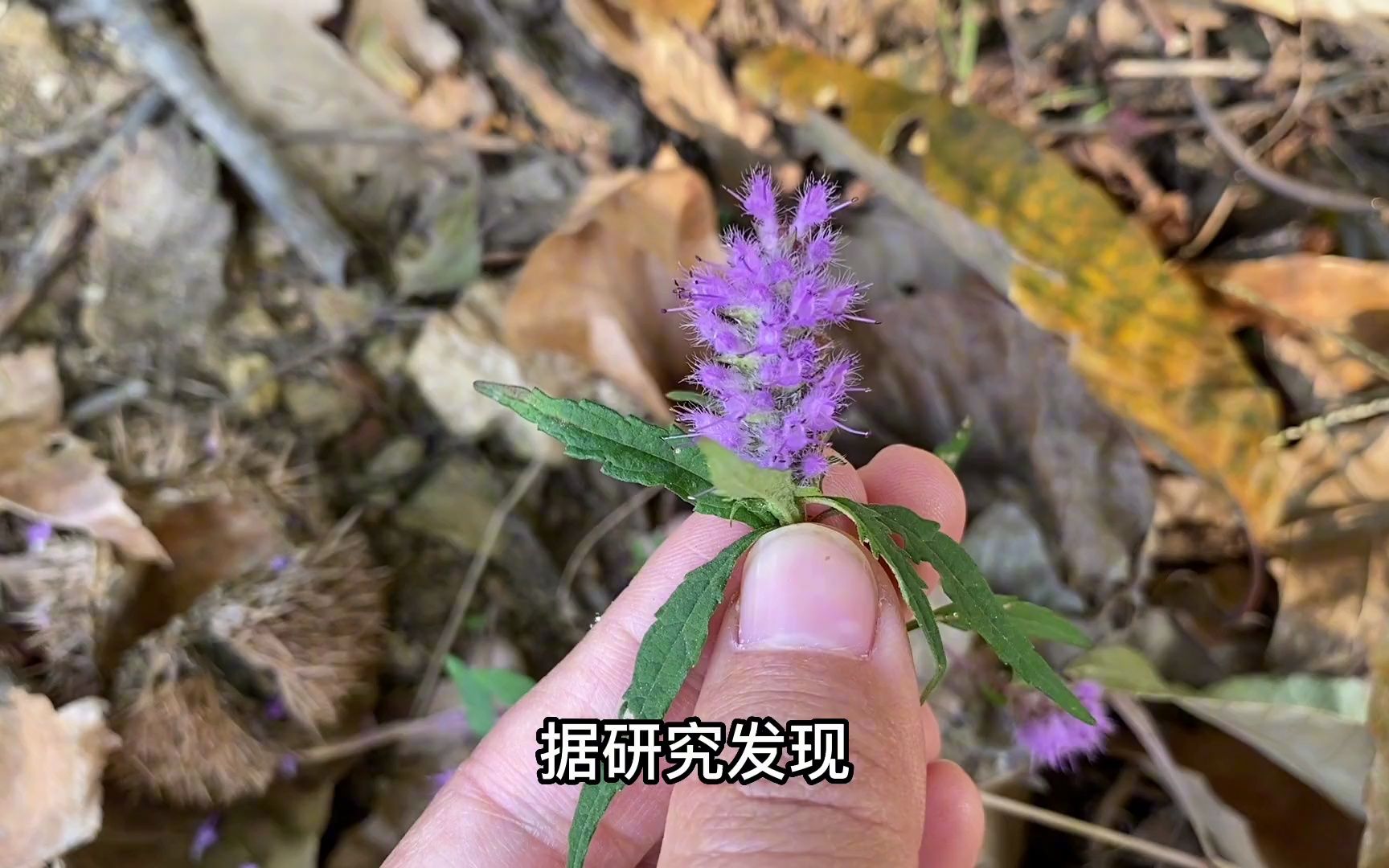 哪里有它哪里就可能有铜矿,铜草,学名海州香薷,花朵很香.