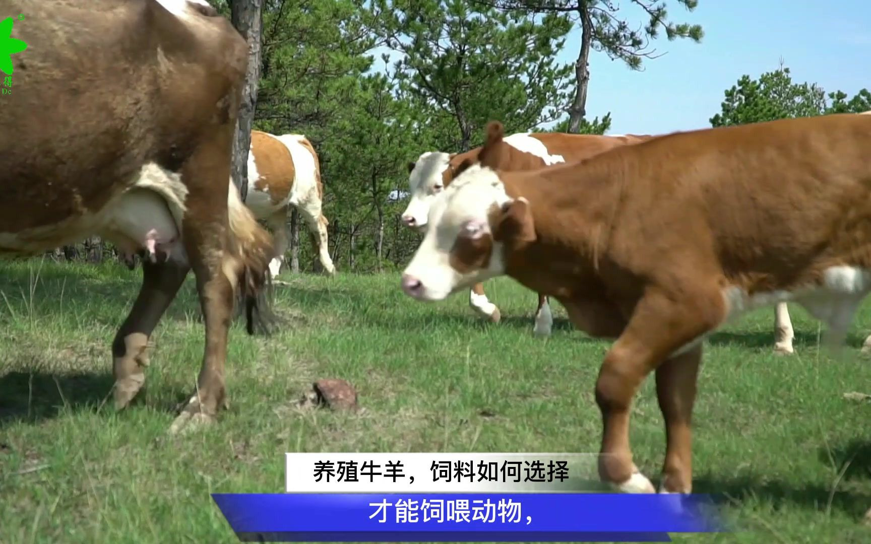 养牛羊是用预混料好还是浓缩料好?用颗粒饲料好不好?哔哩哔哩bilibili