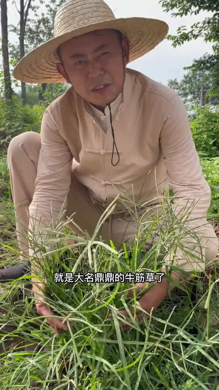 牛筋草农村常见的杂草之一,大名鼎鼎的“千人拔”哔哩哔哩bilibili